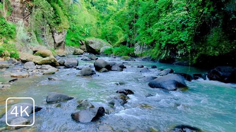 Image result for Relaxing Tree Sounds