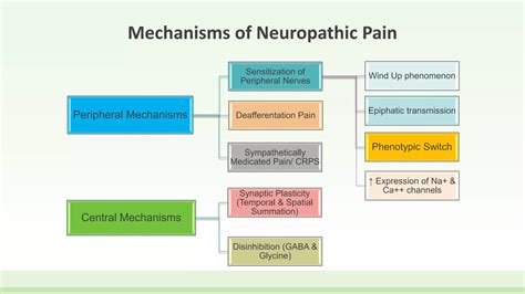 Neuropathic pain vs nociceptive pain | PPTX