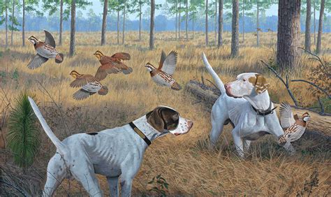 About Quail Hunting | Rio Piedra Plantation