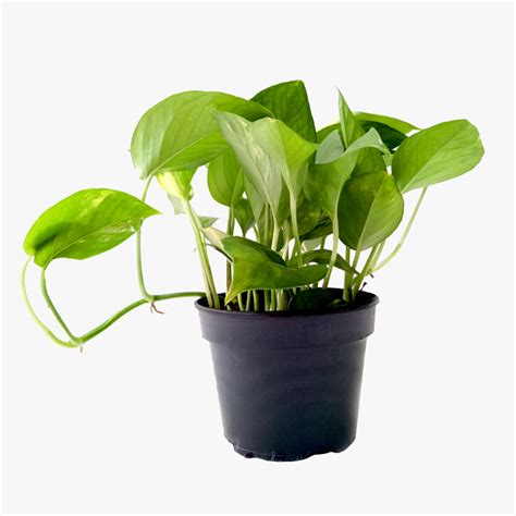 Money Plant for Money plant at home brings wealth, health, prosperity ...