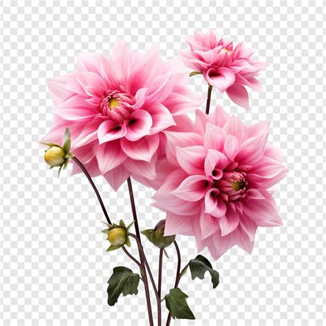 Premium PSD | Gorgeous pink flowers bloom isolated on transparent ...