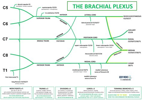 Drawing Brachial Plexus? – Rish Academy