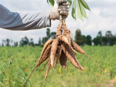 कसावा से बनता साबूदाना, खेती से किसानों को मिलेगा कमाल का मुनाफा ...