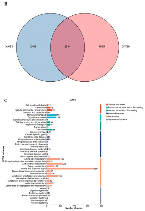 Whole-Genome Sequencing of Two Potentially Allelopathic Strains of ...