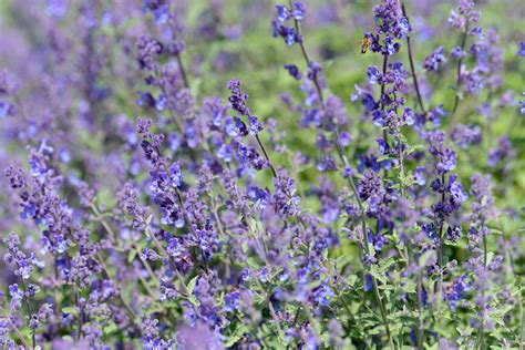 7 Flowers That Naturally Repel Insects - TrendRadars