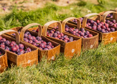 Local Food Production 的图像结果