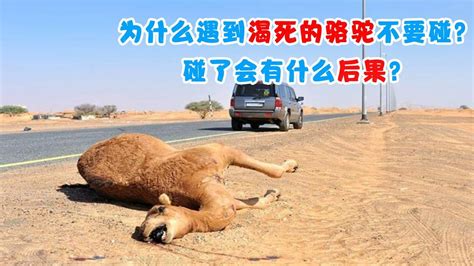 为什么在沙漠中，遇到渴死的骆驼不能碰？碰了后果有多严重？_腾讯视频