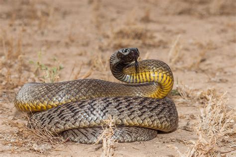 Central east australia s inland taipan could be the most venomous snake ...