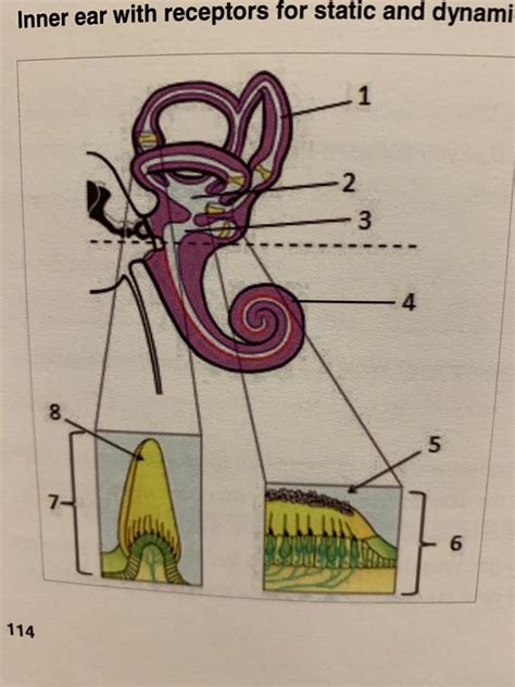 Image result for In-Ear Dynamic Systems Examples