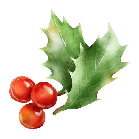 Premium Vector | Watercolor christmas holly with berries