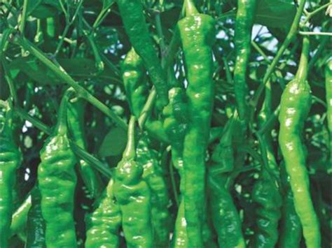 进入9月份，又是一年辣椒大量上市的季节 - 绿果网