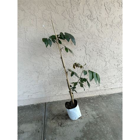 Tall Ice Cream Bean Plant 3 Feet Tall Super Unique Fruit Tree - Etsy