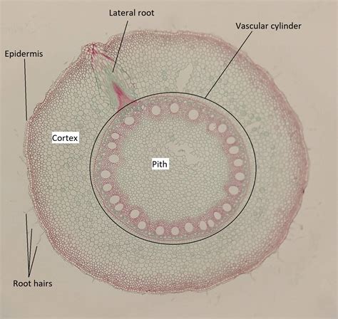 9.6.1.1.2: Monocot Roots - Biology LibreTexts