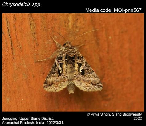 Chrysodeixis spp. | Moths