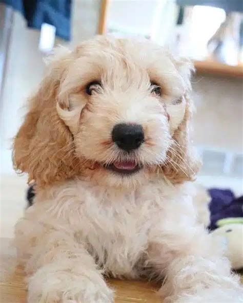 100 + Cockapoo Male and Female Names - CockapooHQ