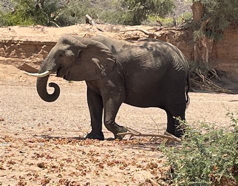 Twyfelfontein Elephant Drives (Palmwag) - All You Need to Know BEFORE ...