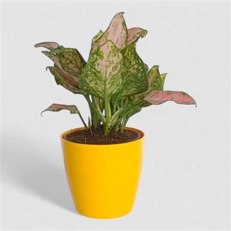 Aglaonema Pink Plant by Orchid N Petals