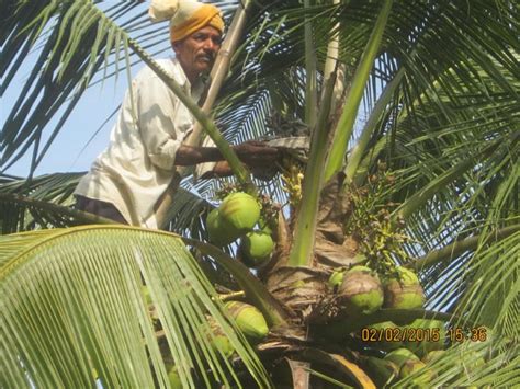 :: Coconut Development Board ::DSP Farm Hybridization Photos