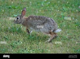 Image result for Small Wild Rabbit