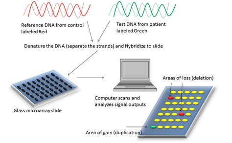 Microarray Test 的图像结果