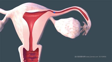 从受精开始到受精卵在子宫中发育成婴儿的过程示意图免扣图片素材 - 设计盒子