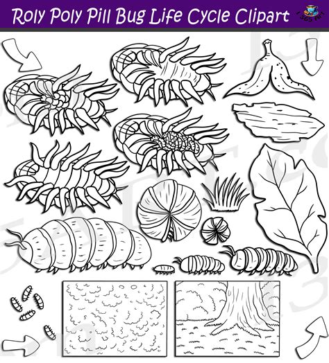 Roly Poly Pill Bug Life Cycle Clipart Set Download - Clipart 4 School
