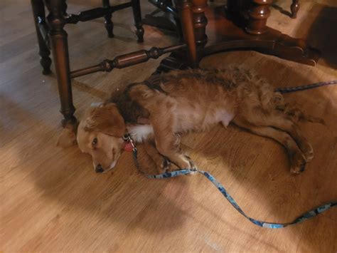 Image result for Cockapoo Dogs for Rehoming