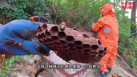农村小伙养殖虎头蜂一窝170斤，价值两万多！#农村创业养殖 - YouTube