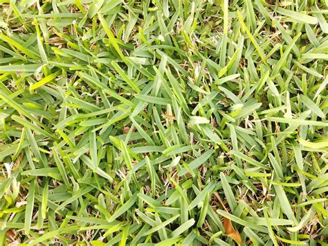 ? TAGLIAERBA MANUALE EINHELL ? Ecco i 2 Migliori Modelli  