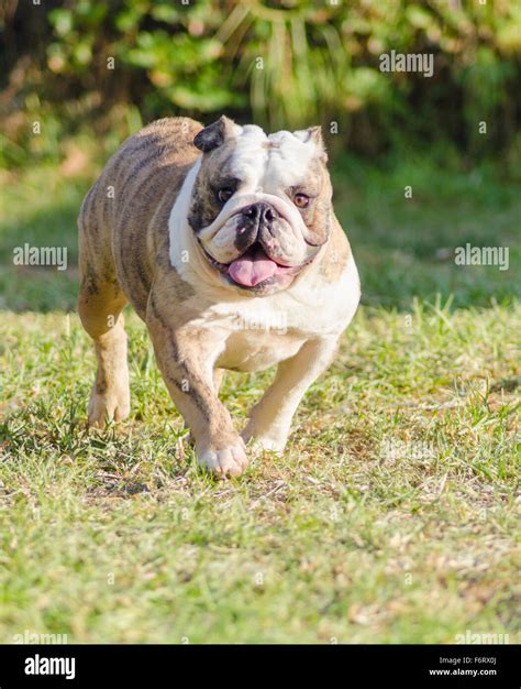 A small, young, beautiful, fawn brindle and white English Bulldog ...