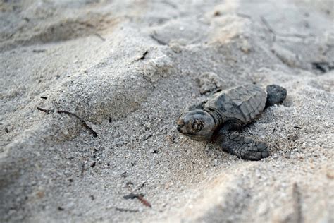 Loggerhead Sea Turtle Hatchlings 的图像结果