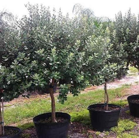 Feijoa sellowiana - Pineapple Guava - The Seed Vine