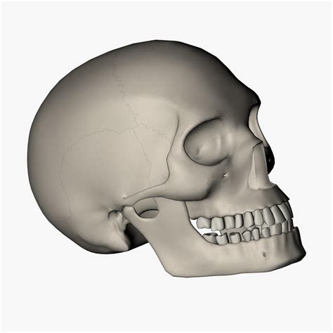 Male Skull 3D Model #AD ,#Male#Skull#Model | Skull model, Business ...