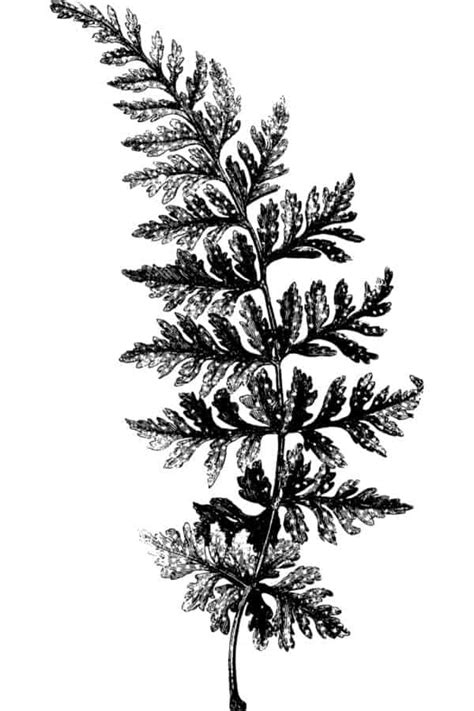 Image result for Beginner Graphite Drawing Lesson Plan