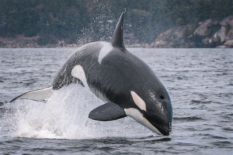 Images Of Killer Whale