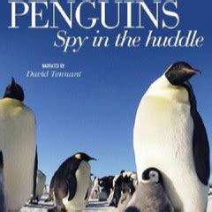企鹅群里有特务-纪录片-高清视频在线观看-搜狐视频