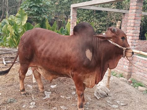 amar friend der cow. - Photography - Mi Community - Xiaomi