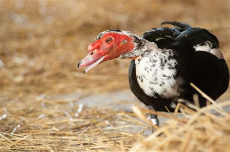 Adopt a Farm Animal: Pip - Farm Sanctuary