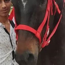 Best Top Rated Horse riding school in Pune, Maharashtra, India | Yappe.in