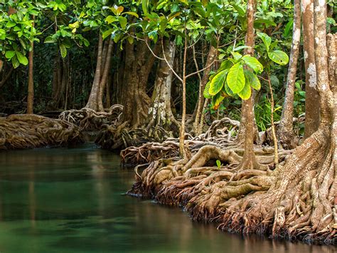 Mangroves and their role to ecology | Meer