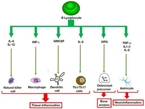 B Cells at the Cross-Roads of Autoimmune Diseases and Auto-Inflammatory Syndromes