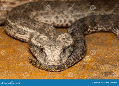 Common Death Adder stock image. Image of wildlife, common - 228408105