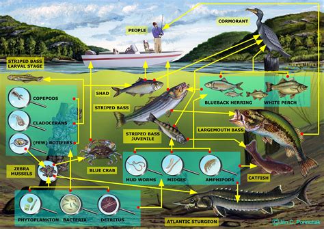 Aquatic Ecosystem In Food Chain at Samantha Hanlon blog