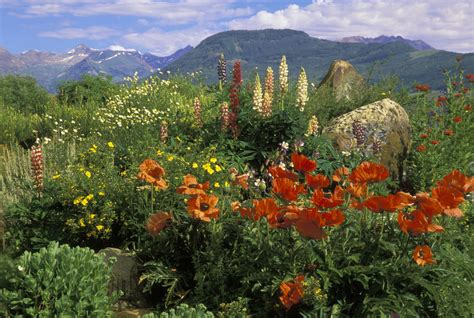Field Of Wildflowers