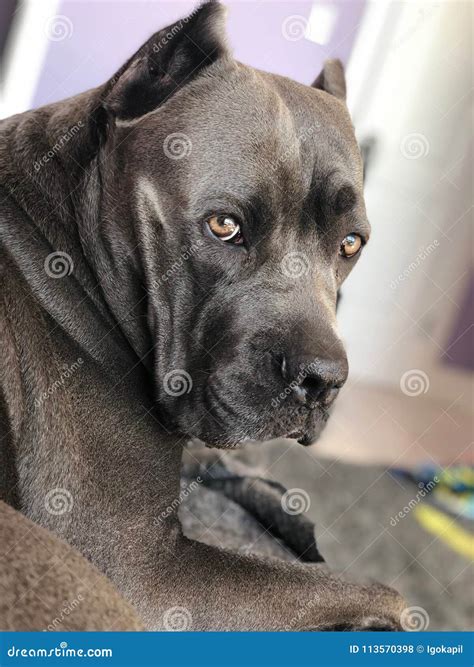 Blue Italian Mastiff Cane Corso