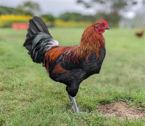 This handsome ameraucana rooster named Blue! : r/cocks