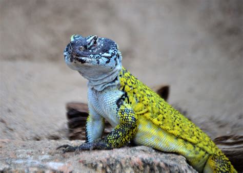 Featured Animals - Moroccan Spiny-tailed Lizard - CMZoo