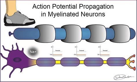 Image result for Neuron Animation