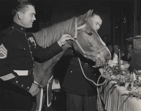 Marine Horse "Reckless" Carried 9000lbs Of Ammo During One Battle In ...