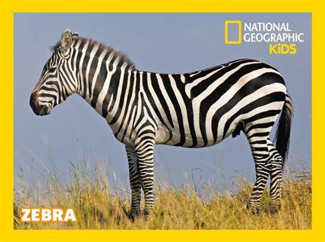 Where to stick your NG Kids stickers! - National Geographic Kids